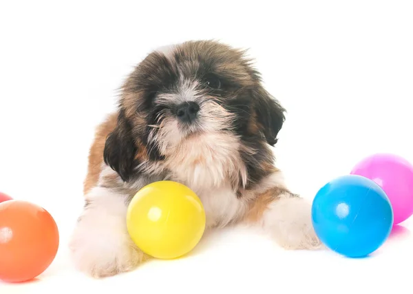 Puppy shih tzu — Stock Photo, Image