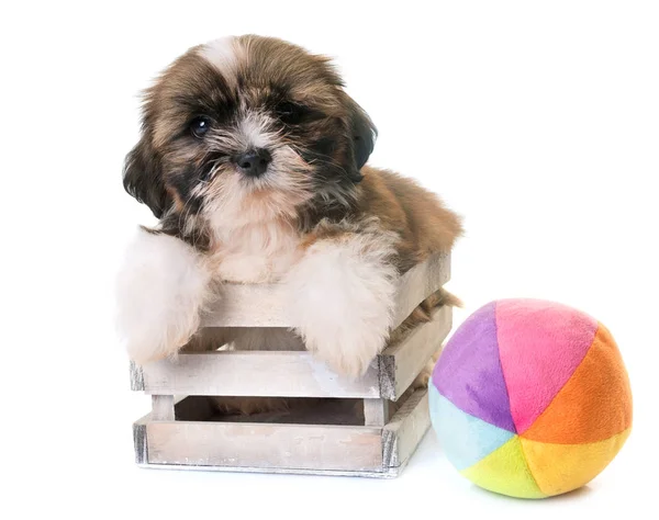 Štěně shih tzu — Stock fotografie