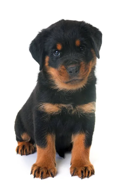 Cachorro rottweiler em estúdio — Fotografia de Stock