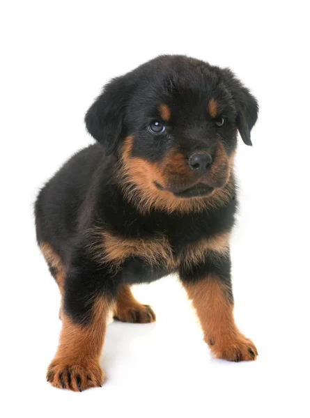 Cachorro rottweiler em estúdio — Fotografia de Stock