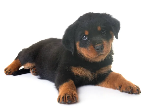 Cachorro rottweiler em estúdio — Fotografia de Stock