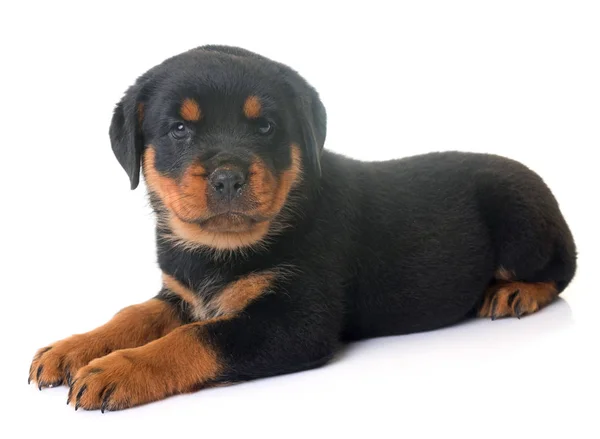 Cachorro rottweiler em estúdio — Fotografia de Stock