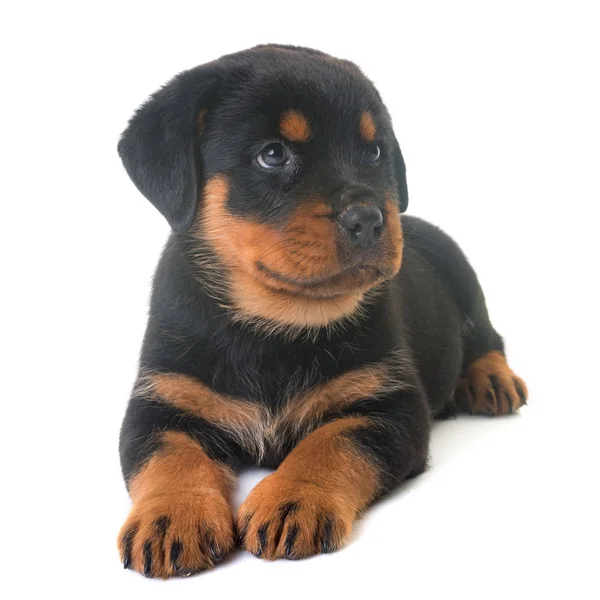 Puppy rottweiler in studio — Stock Photo, Image