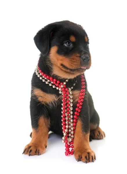 Welpe Rottweiler im Atelier — Stockfoto