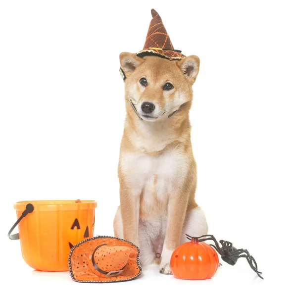 Shiba inu halloween — Foto de Stock