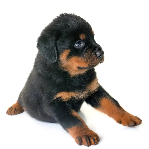 Cachorro rottweiler en estudio — Foto de Stock