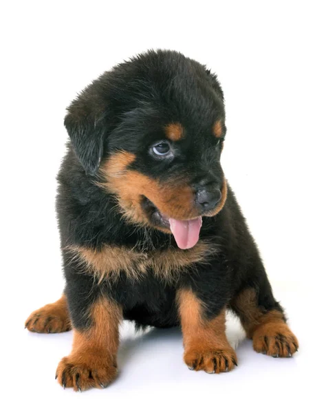 Cachorro rottweiler em estúdio — Fotografia de Stock