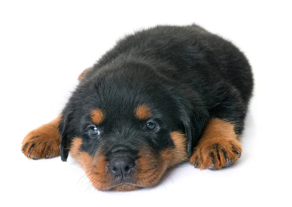 Pup rottweiler in studio — Stockfoto