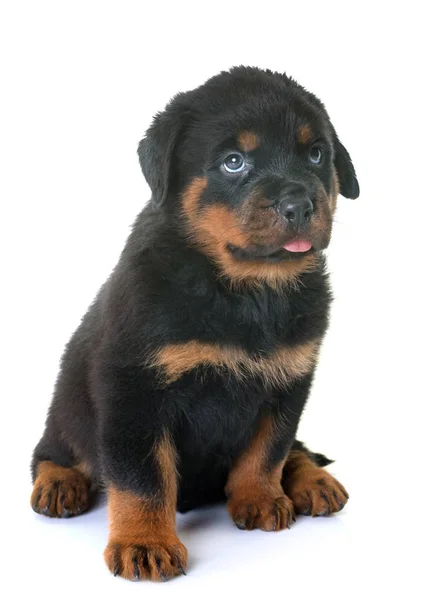 Cachorro rottweiler em estúdio — Fotografia de Stock