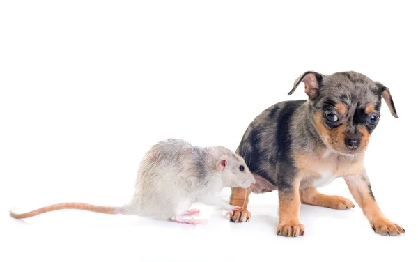 Chihuahua cachorro y rata — Foto de Stock