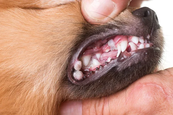Úlcera na boca em cão — Fotografia de Stock
