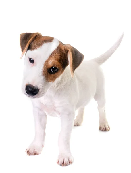 Cachorro jack russel terrier — Foto de Stock
