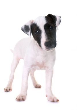 yavru jack russel terrier