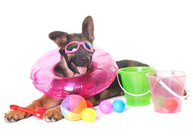 yavru Alman çoban yaz aylarında