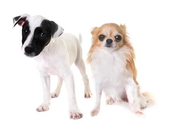 Puppy jack russel terrier and chihuahua — Stock Photo, Image