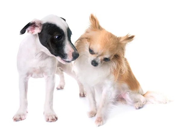 Štěně jack russel teriér a čivava — Stock fotografie