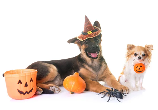 Dos perros y halloween — Foto de Stock
