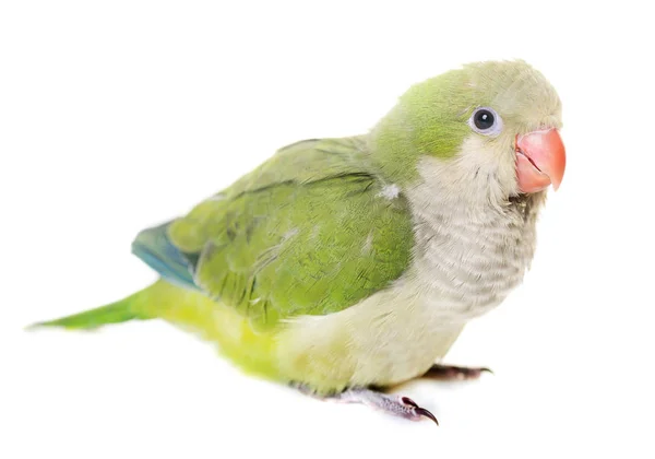 Monk parakeet in studio — Stock Photo, Image