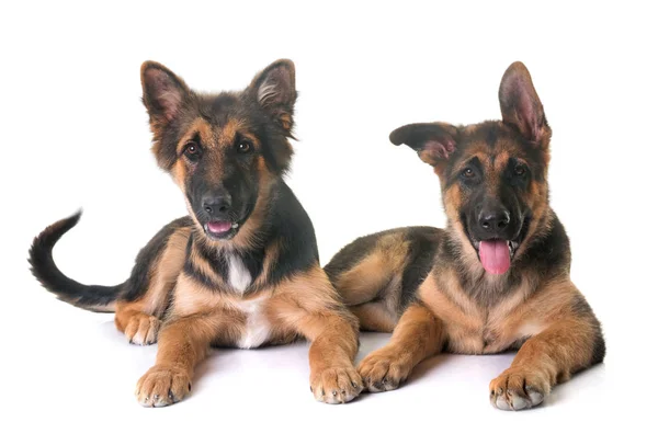 Cachorros pastor alemán —  Fotos de Stock
