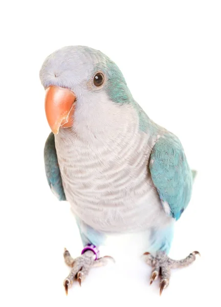 Monk parakeet in studio — Stock Photo, Image