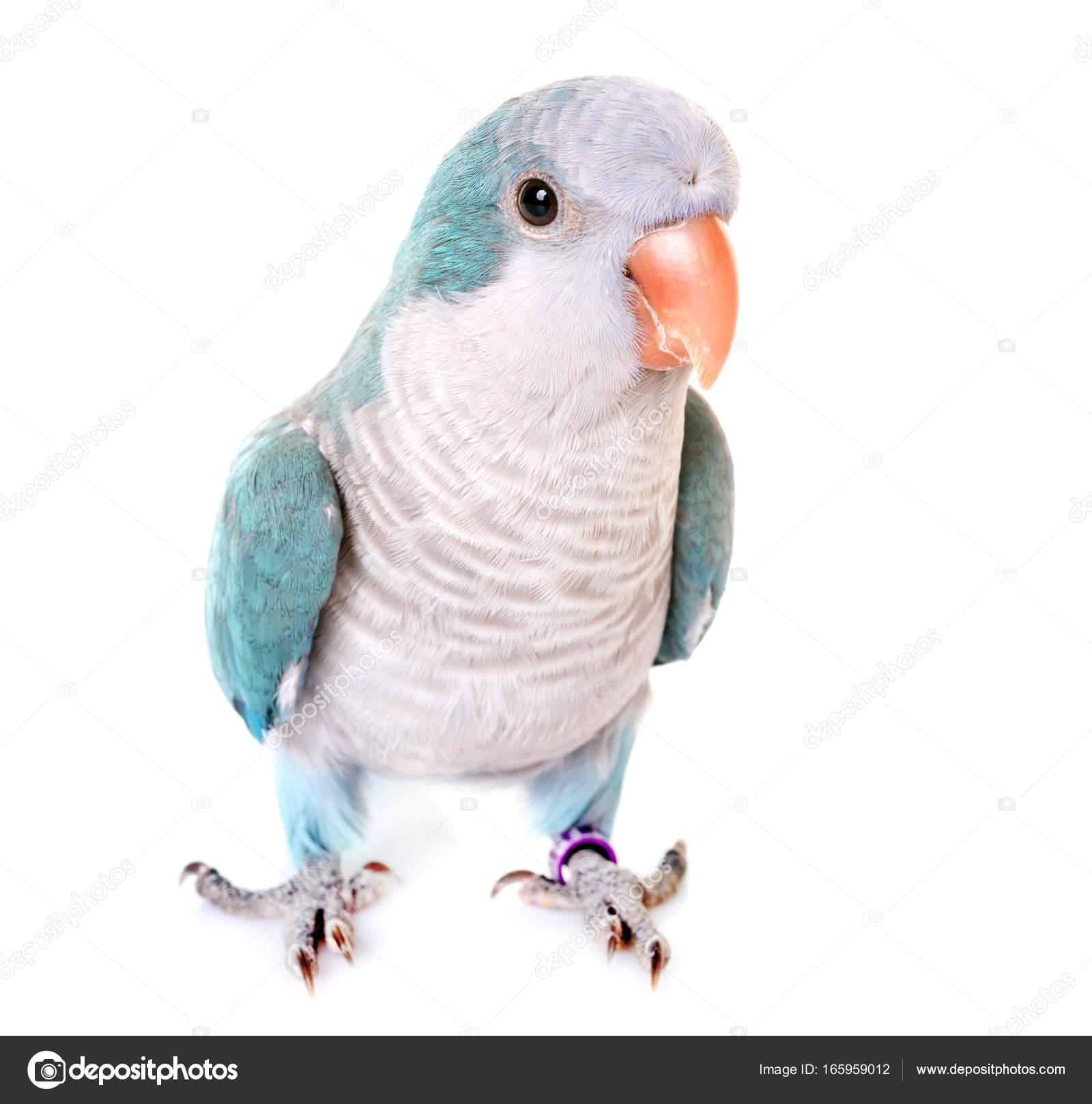 Monk parakeet in studio — Stock Photo © cynoclub #165959012 - Main Image