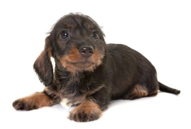 köpek yavrusu Wire-haired Dachshund