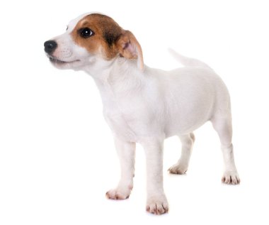 yavru jack russel terrier