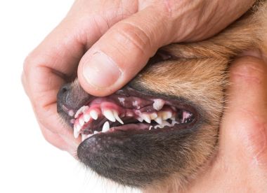 mouth ulcer on dog clipart