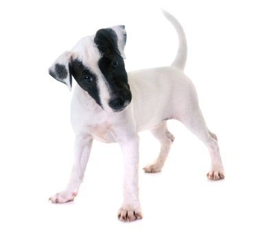 yavru jack russel terrier