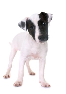 yavru jack russel terrier