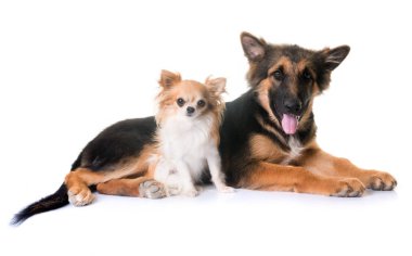 yavru Alman çoban ve chihuahua