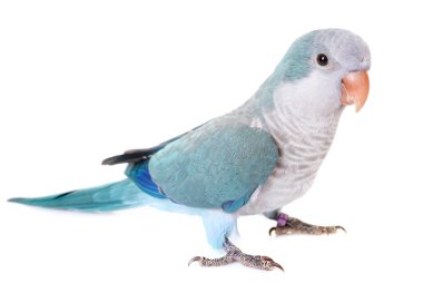 Keşiş muhabbetkuşu Studio