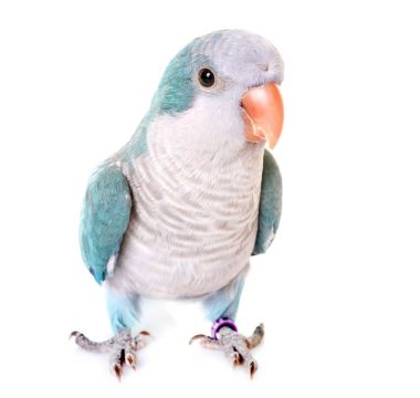 Keşiş muhabbetkuşu Studio