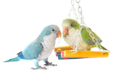 Monk parakeet in studio clipart