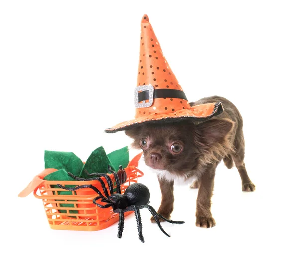 Cucciolo chihuahua e Halloween — Foto Stock