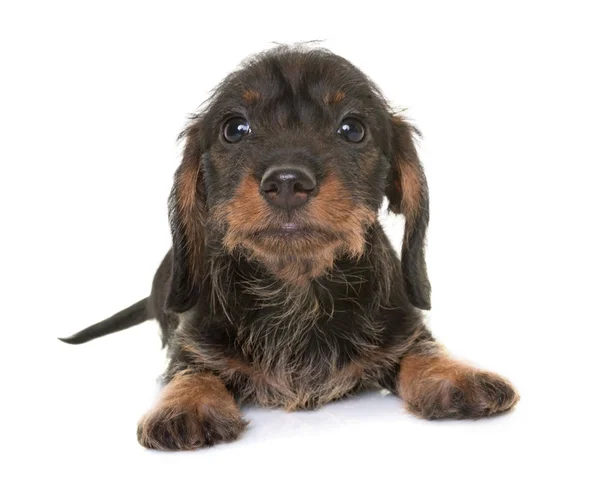 Cachorro de pelo de alambre Dachshund — Foto de Stock