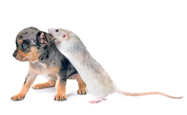 Chihuahua cachorro y rata — Foto de Stock