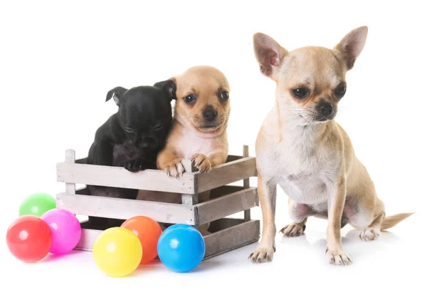 Chihuahuas in studio — Stock Photo, Image