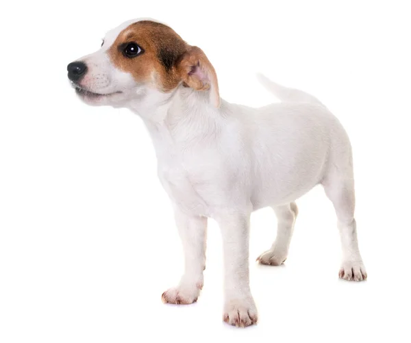 Cachorro jack russel terrier — Fotografia de Stock
