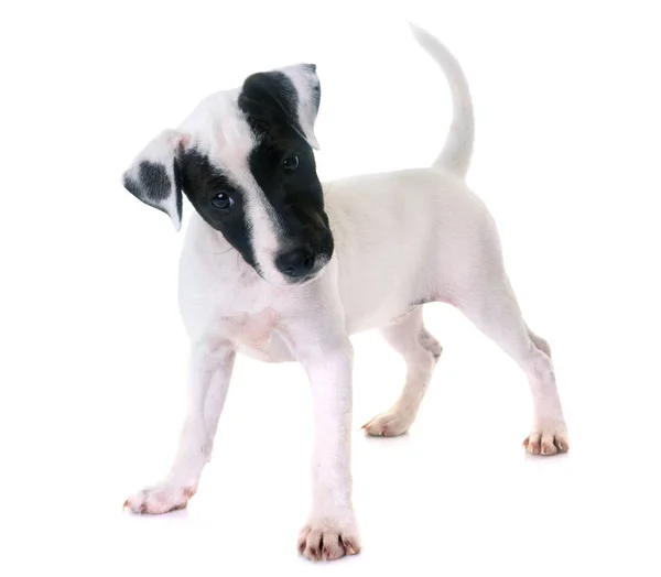 Welpe Jack Russel Terrier — Stockfoto