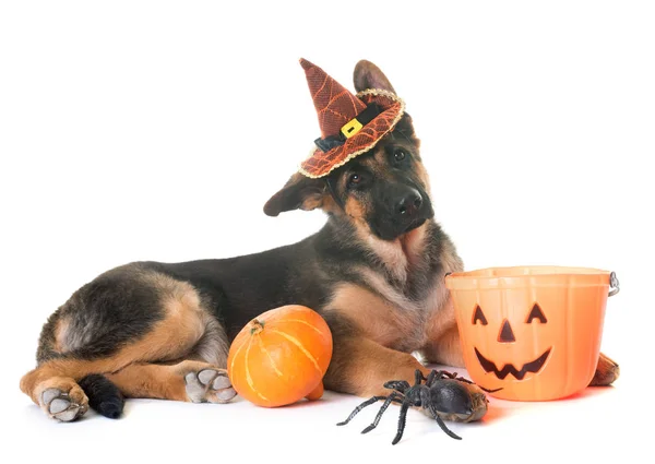 Cachorro pastor alemán y halloween — Foto de Stock