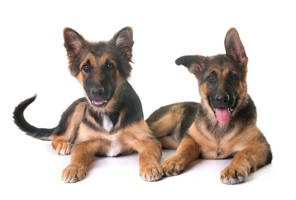 Welpen deutscher Schäferhund — Stockfoto