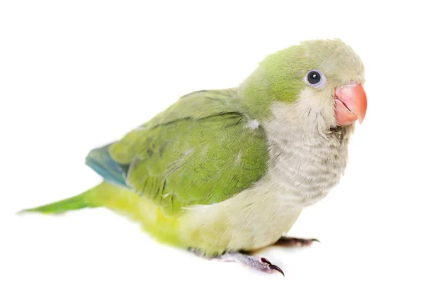 Papoušek Mniší ve studiu — Stock fotografie