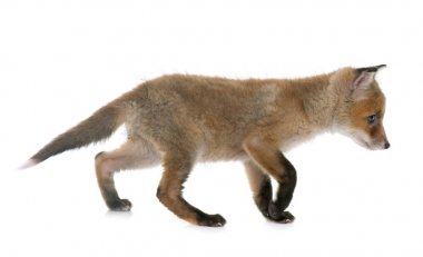 tilki yavrusu Studio