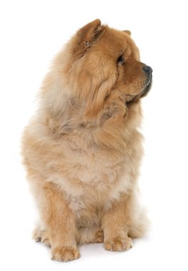 Chow chow Studio