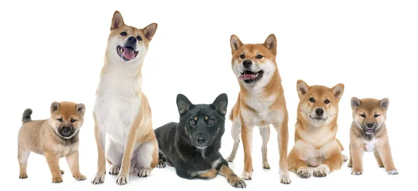 Familia shiba inu — Foto de Stock