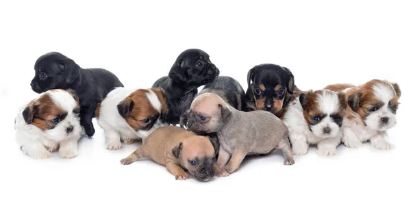 Group of puppies — Stock Photo, Image