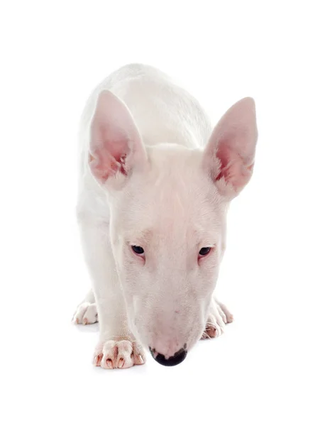 Puppy bull terrier — Stock Photo, Image