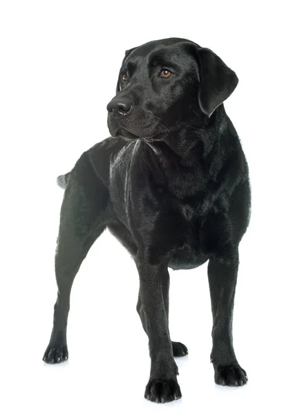 Female black labrador retriever — Stock Photo, Image