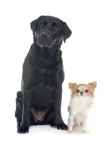 Chihuahua y labrador retriever — Foto de Stock